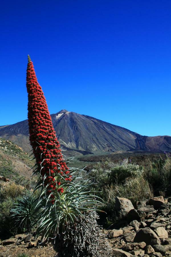 Apt El Perenquen Santa Cruz de Tenerife Buitenkant foto